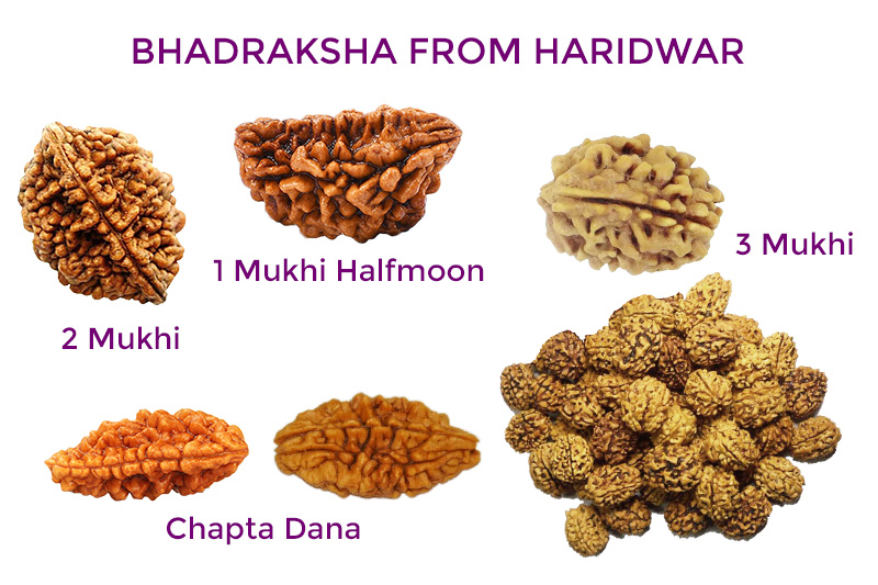 Bhadraksha Beads from Haridwar