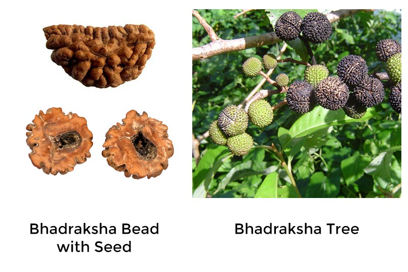 Bhadraksha Bead with Seed and Tree