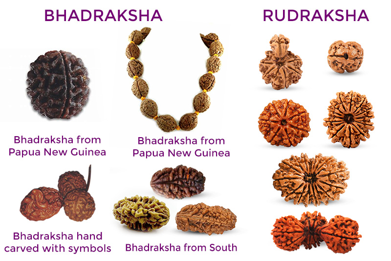 Difference Between Bhadraksha and Rudraksha