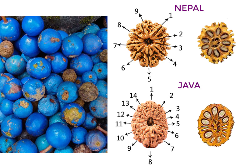 Nepal and Java Rudraksha Fruits