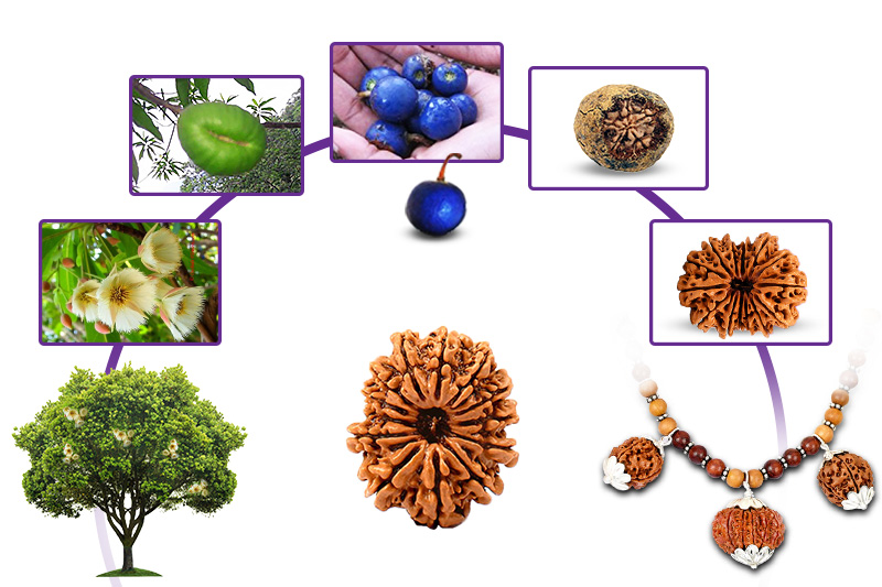 Properties of Rudraksha Tree