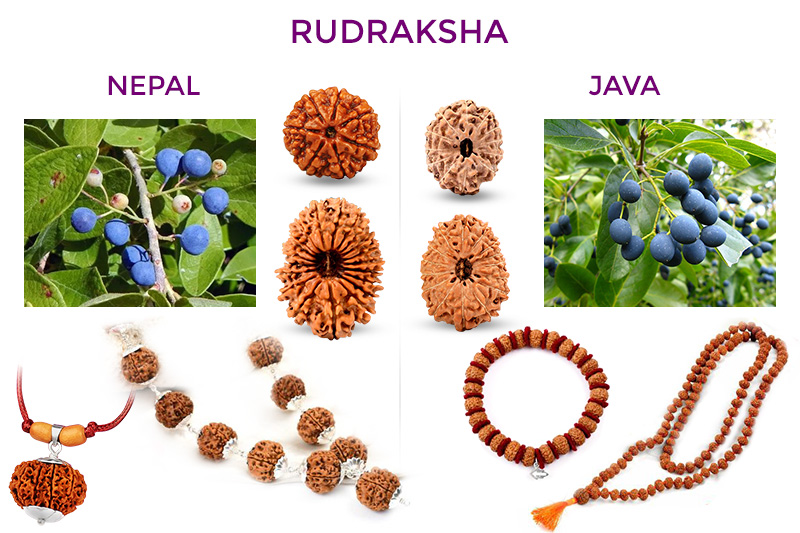 Bhadraksha and Rudraksha