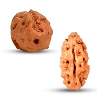 Java (Indonesian) Rudraksha