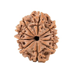 10 Mukhi Nepal Rudraksha Thumbnail