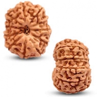 Java (Indonesian) Rudraksha