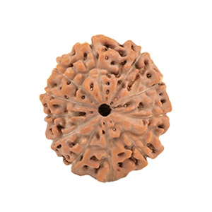 11 Mukhi Java (Indonesia) Rudraksha Thumbnail