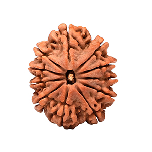 11 Mukhi Nepal Rudraksha Thumbnail