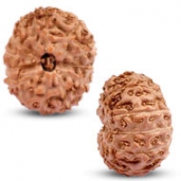 Java (Indonesian) Rudraksha