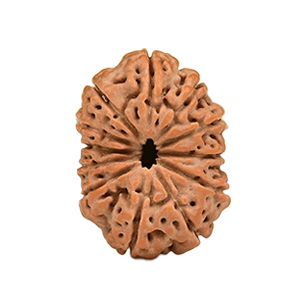 12 Mukhi Java (Indonesia) Rudraksha Thumbnail