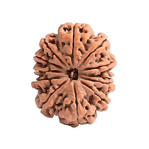 12 Mukhi Nepal Rudraksha Thumbnail