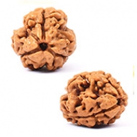 Nepal Rudraksha
