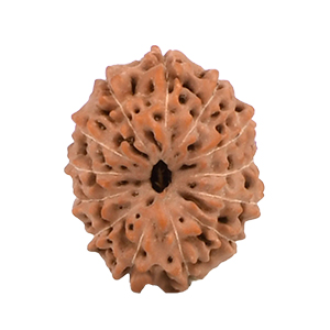 13 Mukhi Java (Indonesia) Rudraksha Thumbnail