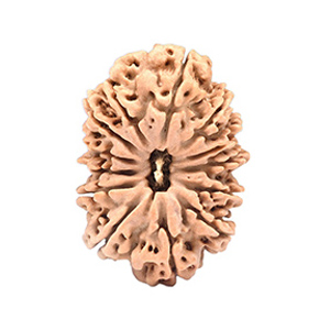 13 Mukhi Nepal Rudraksha Thumbnail