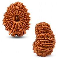 Nepal Rudraksha