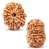 Nepal Rudraksha