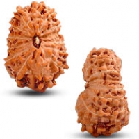 Java (Indonesian) Rudraksha