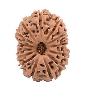 14 Mukhi Java (Indonesia) Rudraksha Thumbnail