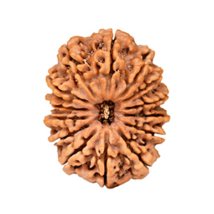 14 Mukhi Nepal Rudraksha Thumbnail