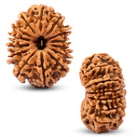 Nepal Rudraksha