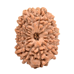 15 Mukhi Java (Indonesia) Rudraksha Thumbnail