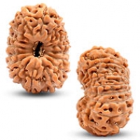 Java (Indonesian) Rudraksha