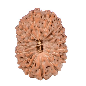 16 Mukhi Java (Indonesia) Rudraksha Thumbnail