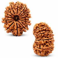 Nepal Rudraksha