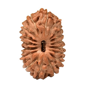 17 Mukhi Java (Indonesia) Rudraksha Thumbnail