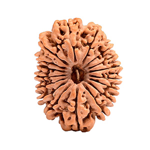 17 Mukhi Nepal Rudraksha Thumbnail