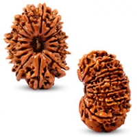 Nepal Rudraksha
