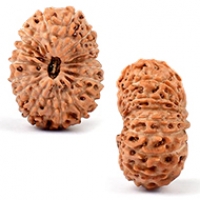 Java (Indonesian) Rudraksha