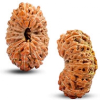 Java (Indonesian) Rudraksha