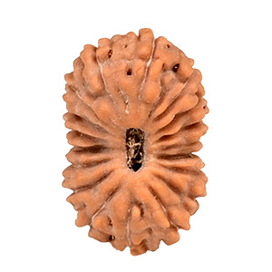 18 Mukhi Java (Indonesia) Rudraksha Thumbnail