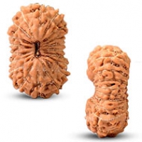 Java (Indonesian) Rudraksha