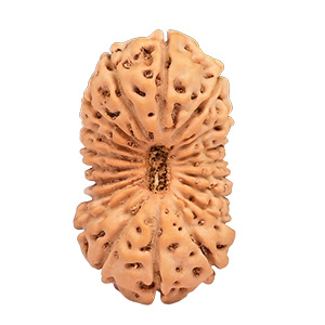 19 Mukhi Java (Indonesia) Rudraksha Thumbnail