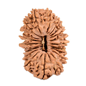 19 Mukhi Nepal Rudraksha Thumbnail