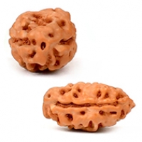Java (Indonesian) Rudraksha