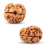 Nepal Rudraksha