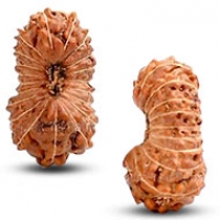 Java (Indonesian) Rudraksha