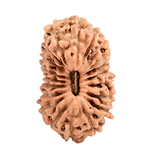 20 Mukhi Java (Indonesia) Rudraksha Thumbnail