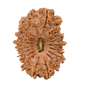 20 Mukhi Nepal Rudraksha Thumbnail