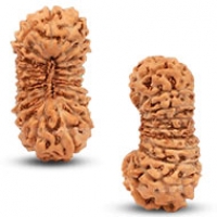 Java (Indonesian) Rudraksha