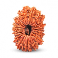 Nepal Rudraksha