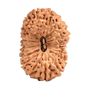 21 Mukhi Java (Indonesia) Rudraksha Thumbnail