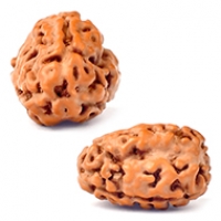 Java (Indonesian) Rudraksha