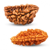 Nepal Rudraksha