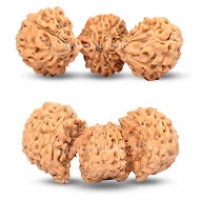 Java (Indonesian) Rudraksha