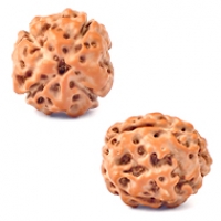 Java (Indonesian) Rudraksha