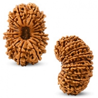 Nepal Rudraksha