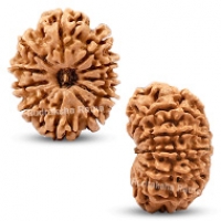 Nepal Rudraksha